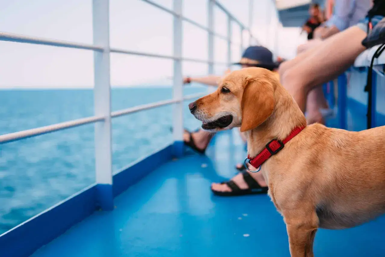 Un chien brun profite de la brise marine en prenant le ferry avec son maître. L'eau bleue s'étend à perte de vue.