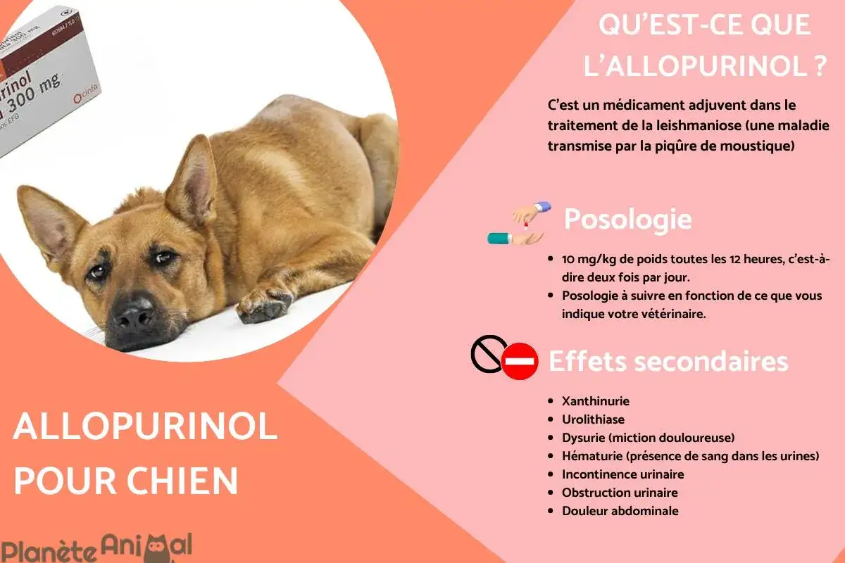 Un chien se repose à côté d'une boîte d'Allopurinol. Le texte mentionne les effets secondaires possibles de ce médicament pour chien.