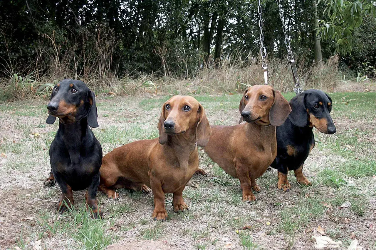 Quatre teckels à poils ras, deux noirs et deux roux, posent ensemble dans l'herbe.