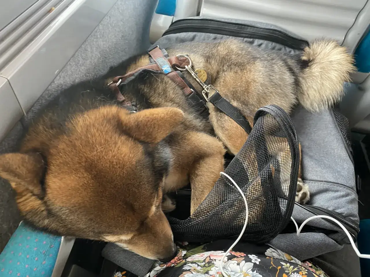 Un chien endormi dans un sac de transport, prêt pour des vacances pour célibataire avec chien.
