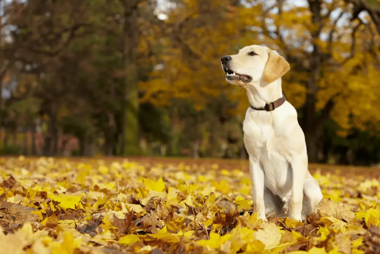 Un jeune labrador, parfait pour le dressage de chien de chasse, assis dans un tapis de feuilles d'automne dorées.