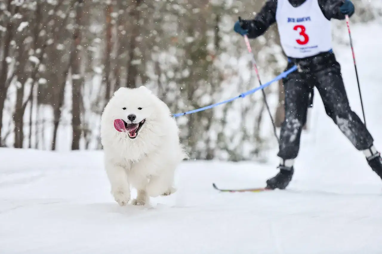 Un chien Samoyède, tout sourire, tire un skieur sur la neige. Ce chien ski avec enthousiasme dans un paysage hivernal.