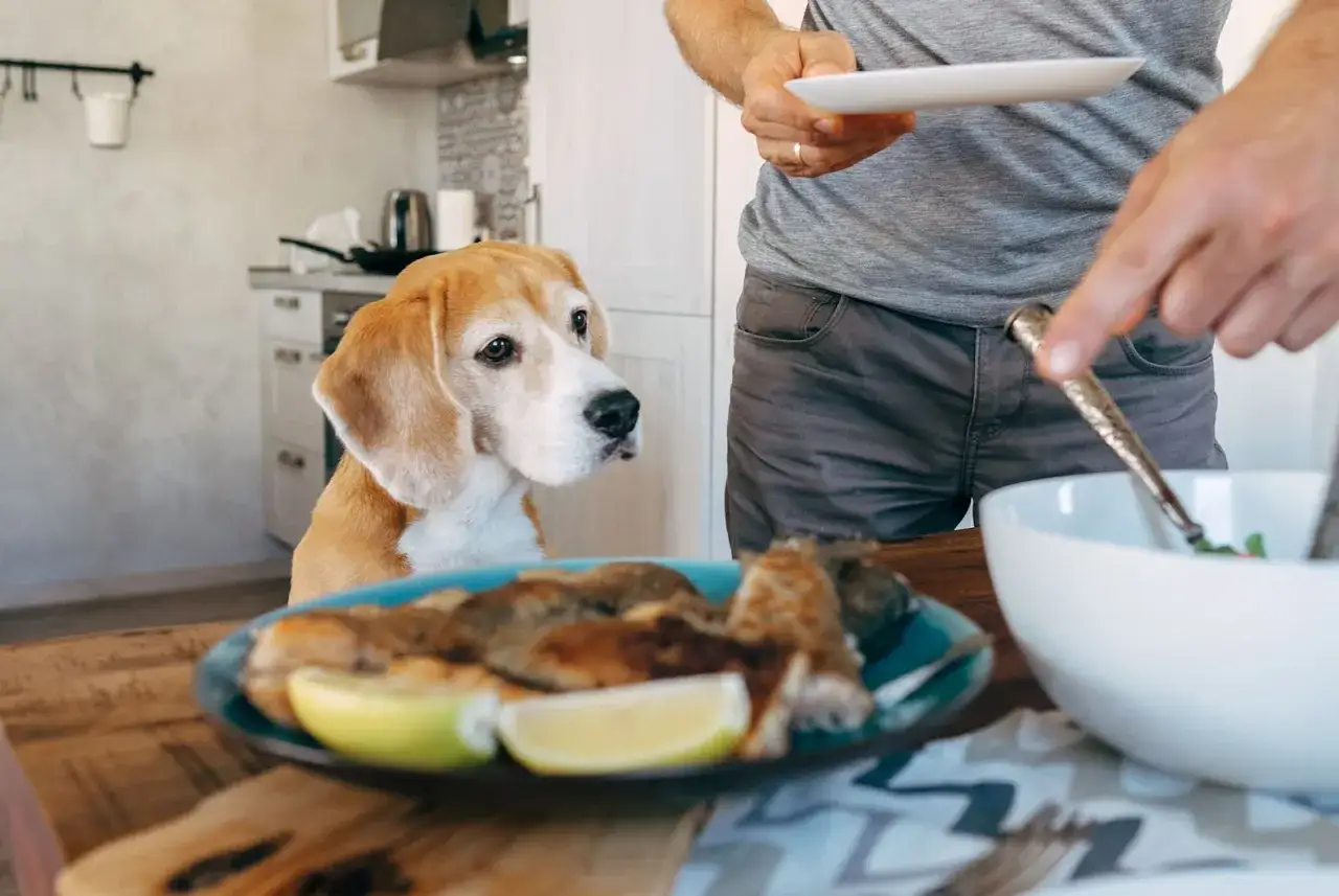 Un homme prépare un repas pour son chien, qui regarde avec espoir une assiette de poisson et de citron.