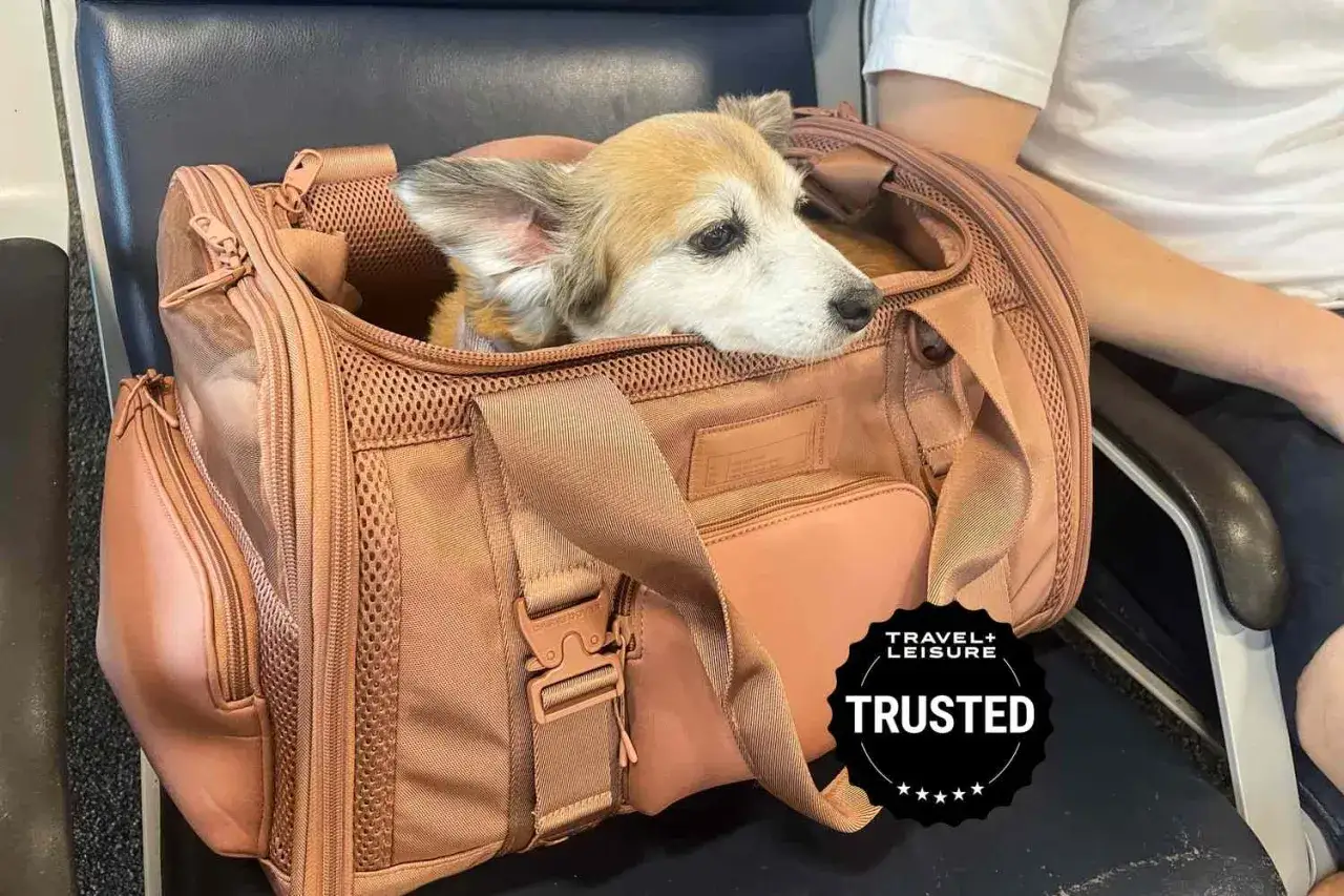 Un adorable chien Corgi est prêt pour son aventure, confortablement installé dans son sac de transport pour prendre l'avion avec son chien.