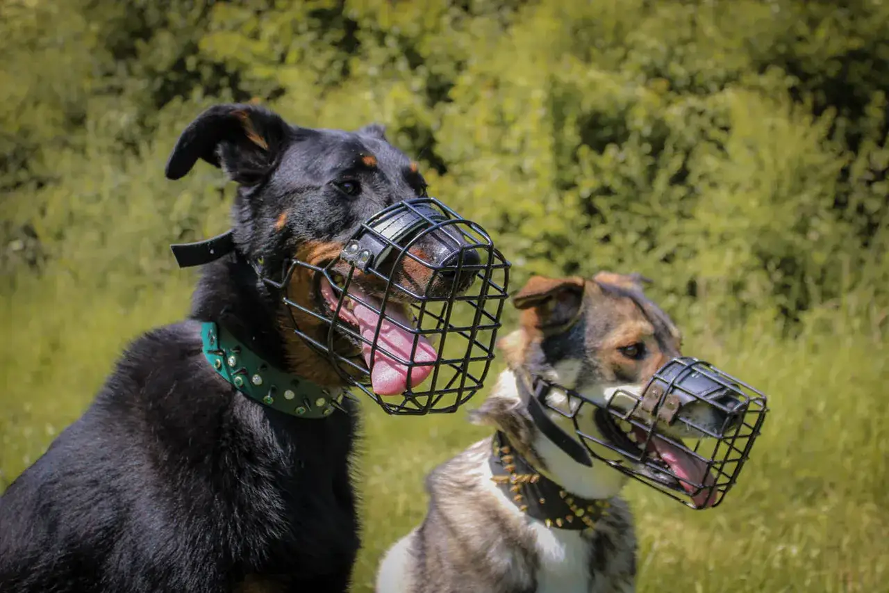 Deux chiens portent une muselière filet, l'un noir et l'autre marron, dans un champ verdoyant.