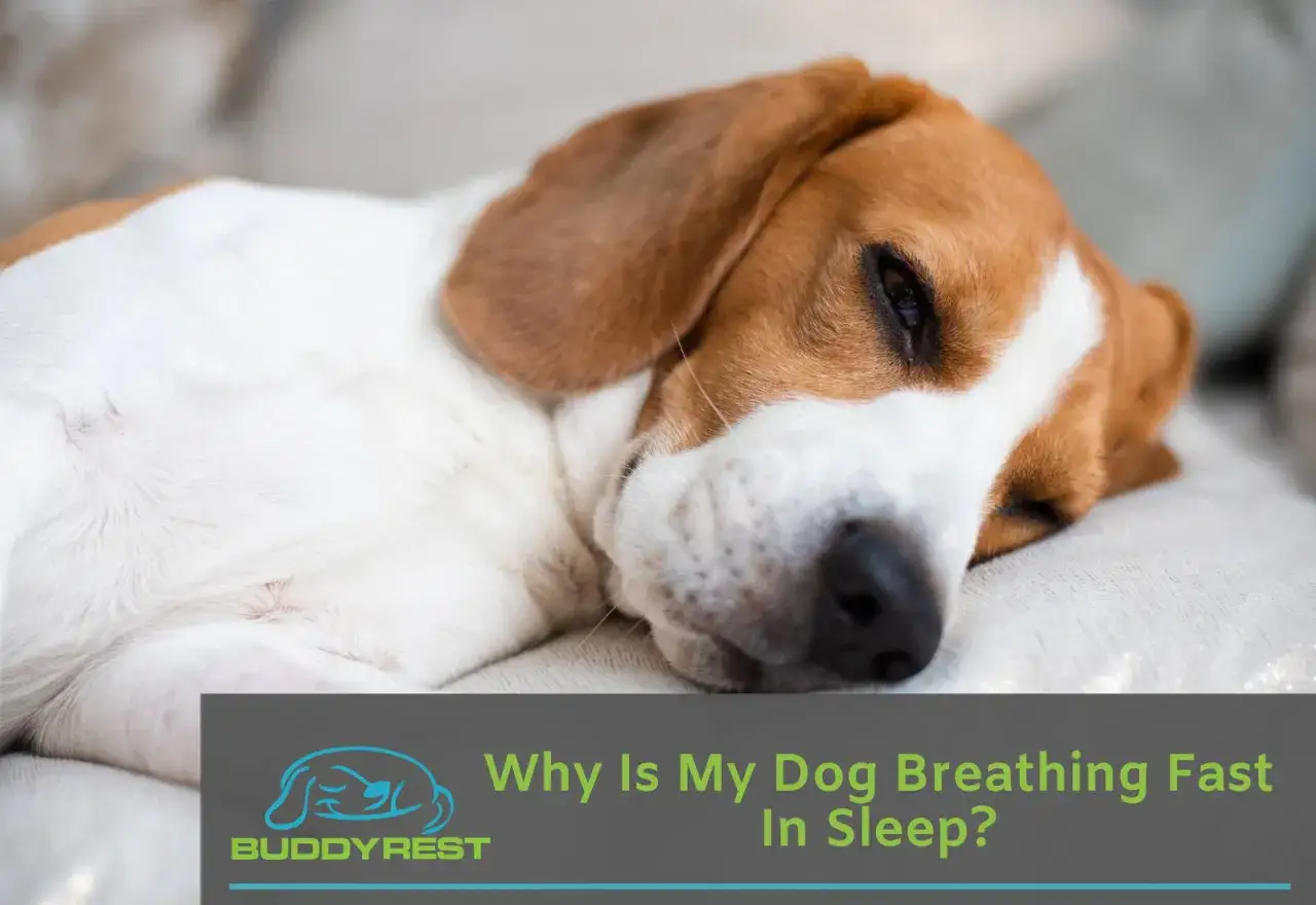 Un beagle dort paisiblement, mais son corps trahit un chien qui respire vite en dormant.