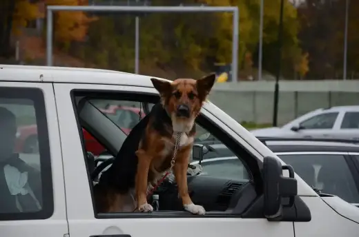 Filet voiture chien - comment le choisir et l'installer