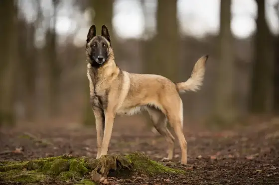 Le Berger Belge Malinois est-il un chien catégorisé ?