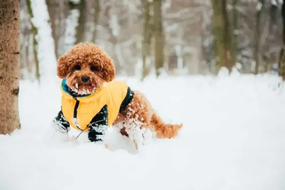 Première sortie du chiot dans la neige - les bons réflexes