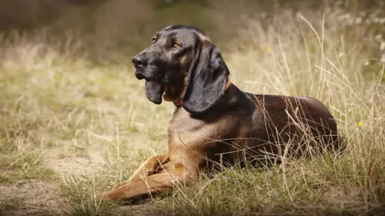 Chien de sang pour grand gibier - races, dressage et méthode