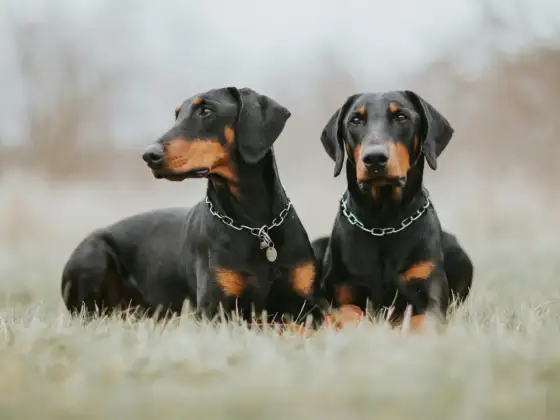 Dobermann à robe claire - santé, caractère et choix du chiot