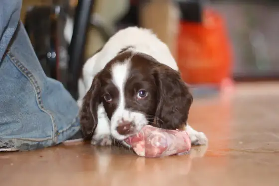BARF pour chiot, une ration adaptée à sa croissance ?