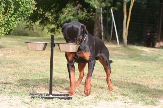 Comment bien nourrir un Rottweiler selon son âge et son activité