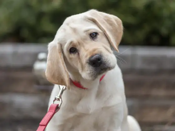 Combien de temps promener un chiot selon son âge ?
