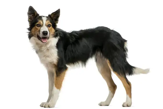 Border Collie et chien dangereux en France - que dit la loi ?