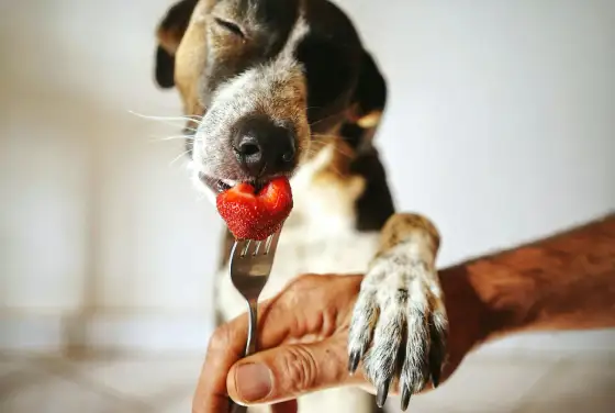 Fraise et chien - quantité, préparation et précautions