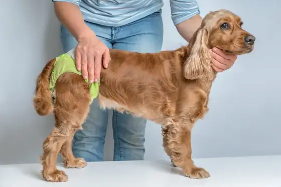 Culotte hygiénique pour chienne en chaleur - bien la choisir