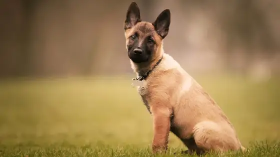 Chiot malinois de 2 mois - les bases pour bien démarrer