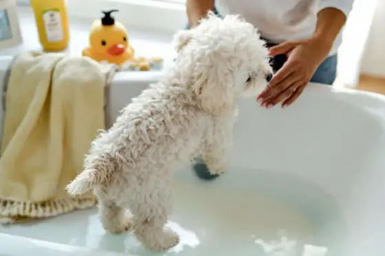 Douchette pour chien - réussir le bain à la maison sans stress