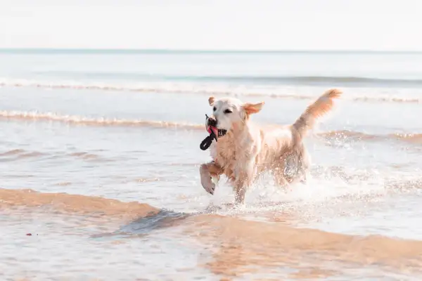 Un golden retriever joueur court dans les vagues sur la plage des chiens à La Grande-Motte, une corde dans la gueule.
