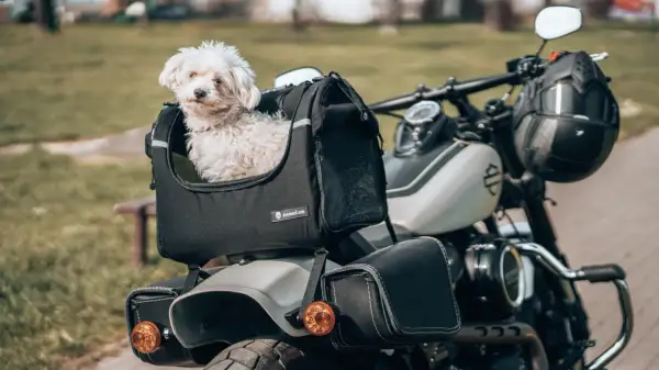 Petit chien blanc prêt pour le transport en scooter, confortablement installé dans son sac.