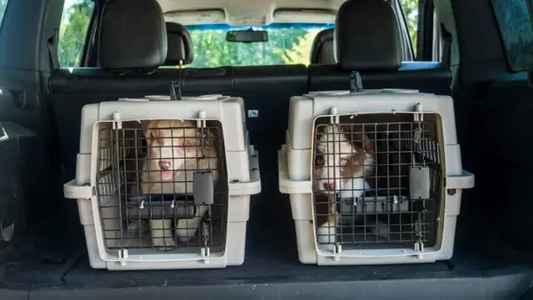 Deux chiots curieux regardent depuis leur cage coffre chien, prêts pour une aventure en voiture.