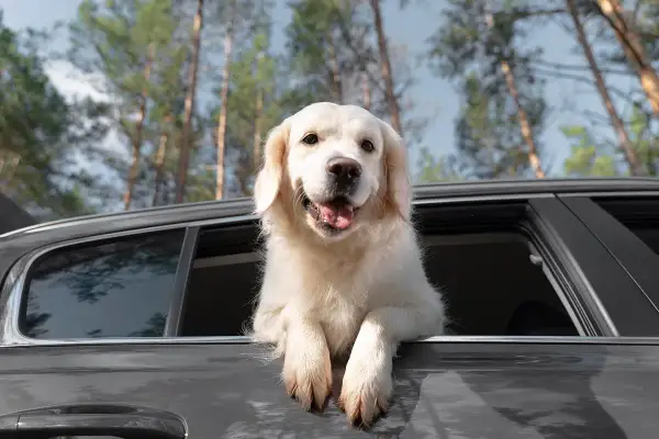 Un golden retriever joyeux sort la tête par la fenêtre d'une voiture, prêt pour une aventure. Ce **taxi animalier** est idéal pour la **formation** de votre compagnon.
