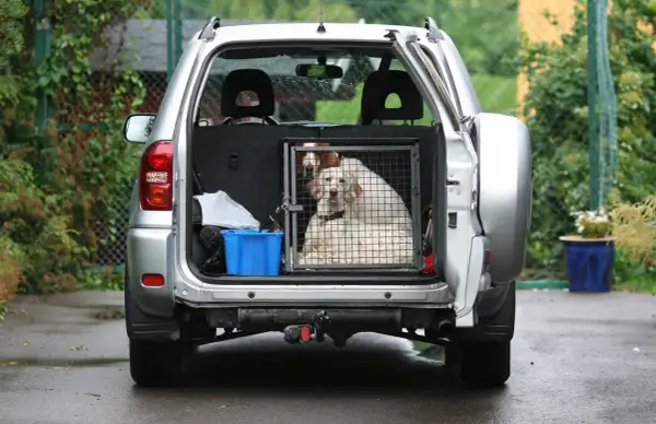 Deux chiens sont dans une cage dans le coffre d'une voiture argentée. Une solution pour comment attacher son chien dans le coffre en toute sécurité.