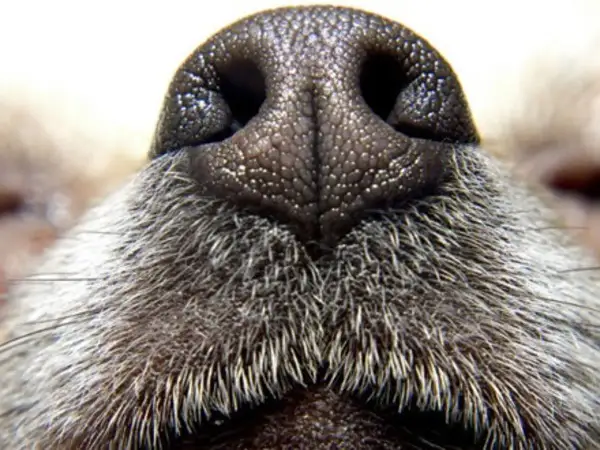 Gros plan sur le nez de chien, humide et texturé, entouré de poils gris. Un nez de chien prêt à explorer le monde.