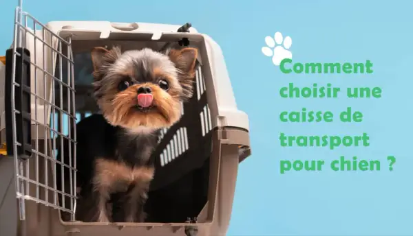 Un adorable chiot Yorkshire sort sa langue d'une cage de transport. Avis sur la cage pour chien.