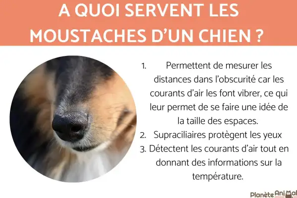 Gros plan sur le museau d'un chien, mettant en évidence ses vibrisses. Ces "moustache chien" aident à mesurer les distances et à détecter les courants d'air.