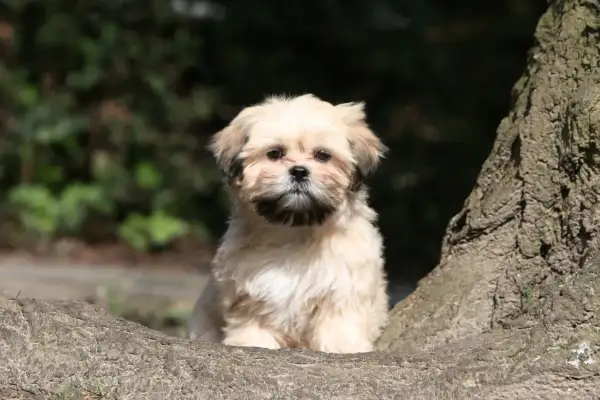 Adorable chiot Lhassa Apso au poil court, assis sur une branche d'arbre, regardant curieusement.