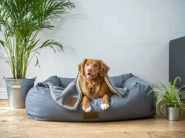 Un adorable chien se repose confortablement sous une couverture dans son gite pour chien douillet.