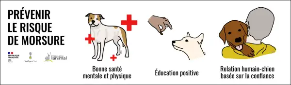 Prévenir le risque de morsure : bonne santé, éducation positive et relation de confiance. Un chien qui mord peut être évité.