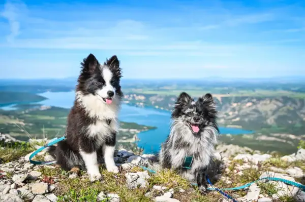 Deux adorables chiens, un Border Collie et un Spitz, profitent de la vue panoramique sur le lac de Sainte-Croix.