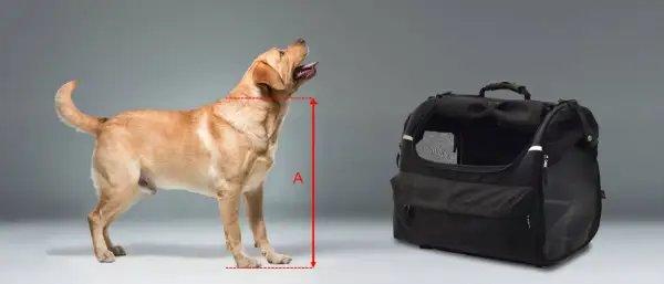 Un labrador doré est mesuré à côté d'une caisse pour chien de moto.