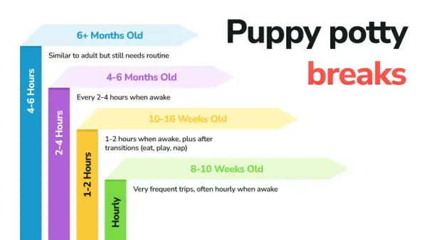 Graphique montrant combien de temps un chien peut se retenir, de très fréquent pour les chiots à 4-6h pour les plus âgés.