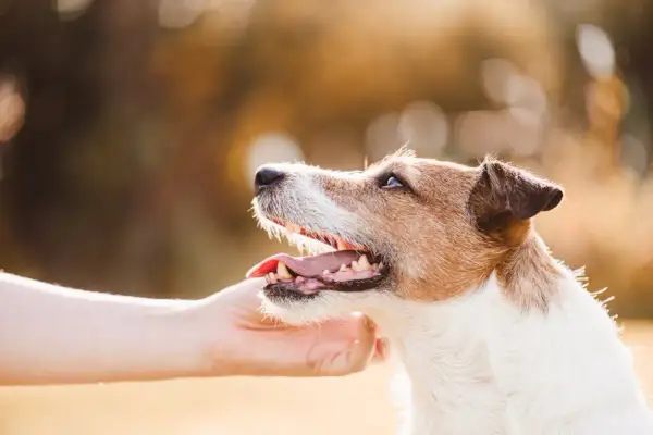 Un chien attend une caresse, une main tendue. Une astuce pour comment calmer son chien rapidement : la douceur et la patience.