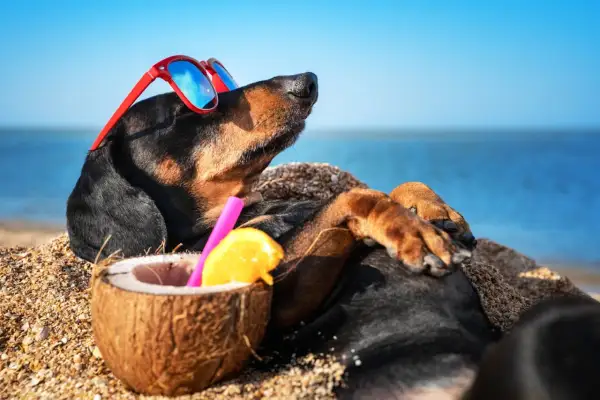 Un chien profite de ses vacances à la mer, lunettes de soleil rouges sur le nez, allongé sur le sable avec un cocktail de noix de coco.