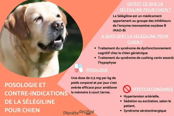 Un chien labrador est représenté. Le texte explique la sélégiline pour chien, ses usages, sa posologie et ses effets secondaires, comme l'hypertension.