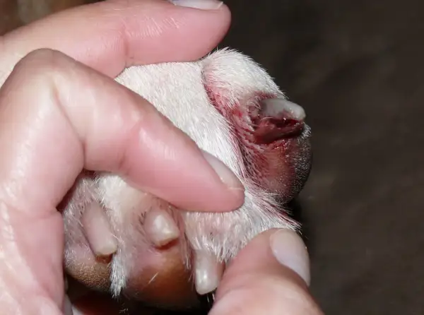 Gros plan sur une patte de chien, montrant une griffe de chien à vif, blessée et saignante, tenue par des doigts humains.