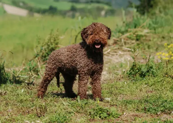 Un adorable lagotto romagnolo, au pelage brun et bouclé, se tient dans un champ verdoyant, la langue sortie, prêt pour l'aventure.