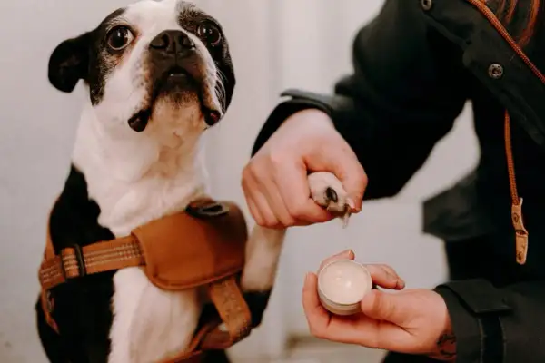 Un Boston Terrier reçoit un baume coussinet chien fait maison pour ses pattes.