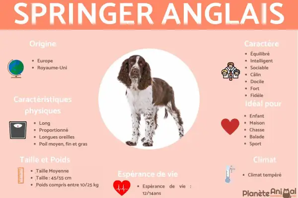 Un Springer Anglais, chien au caractère équilibré et intelligent, idéal pour la famille et les activités de plein air.