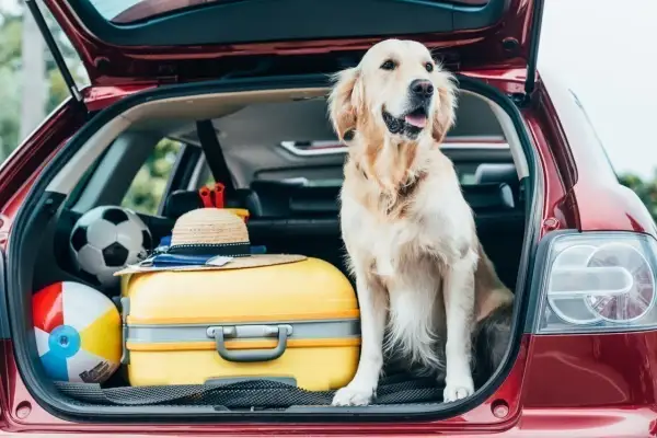 Un golden retriever attend patiemment dans le grand coffre d'une voiture, prêt pour l'aventure avec une valise jaune, un ballon et un chapeau de paille.