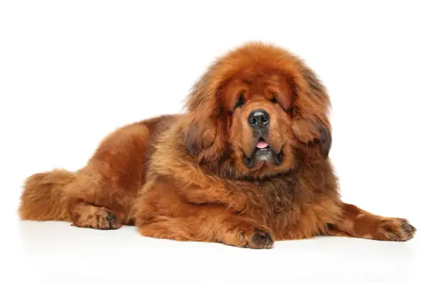 Un imposant dogue du Tibet, impressionnant par sa taille et sa fourrure épaisse, repose paisiblement sur un fond blanc.