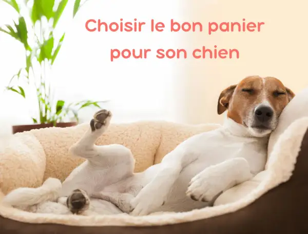 Un chien dort paisiblement dans un panier chien tout doux, les pattes en l'air. Le confort est essentiel pour un sommeil réparateur.