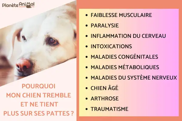 Un chien au regard triste, qui tremble et ne mange pas. Causes possibles : faiblesse musculaire, paralysie, intoxication, arthrose, etc.