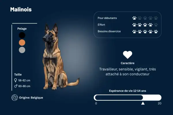 Le Malinois, travailleur et vigilant, a pour point faible du malinois sa sensibilité. Il n'est pas idéal pour débutants.