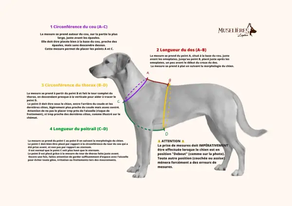 Le chien est mesuré pour un tour de poitrail. Les points C et D sont indiqués pour la mesure.